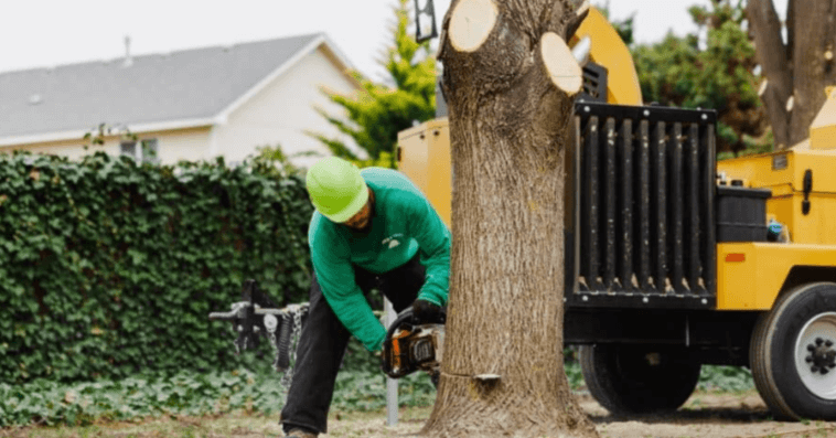 Expert Tree Removal Services for Safety and Aesthetics