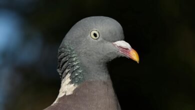 contact background information guide