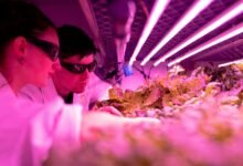 creative growth engine impact