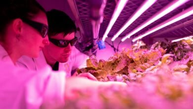 creative growth engine impact